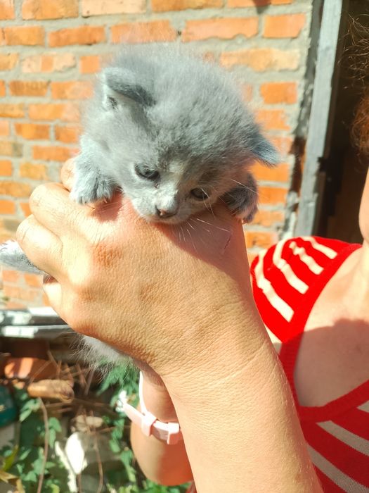 Віддам кошенят в добрі руки