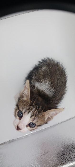 Gatos bebés para adopção responsável