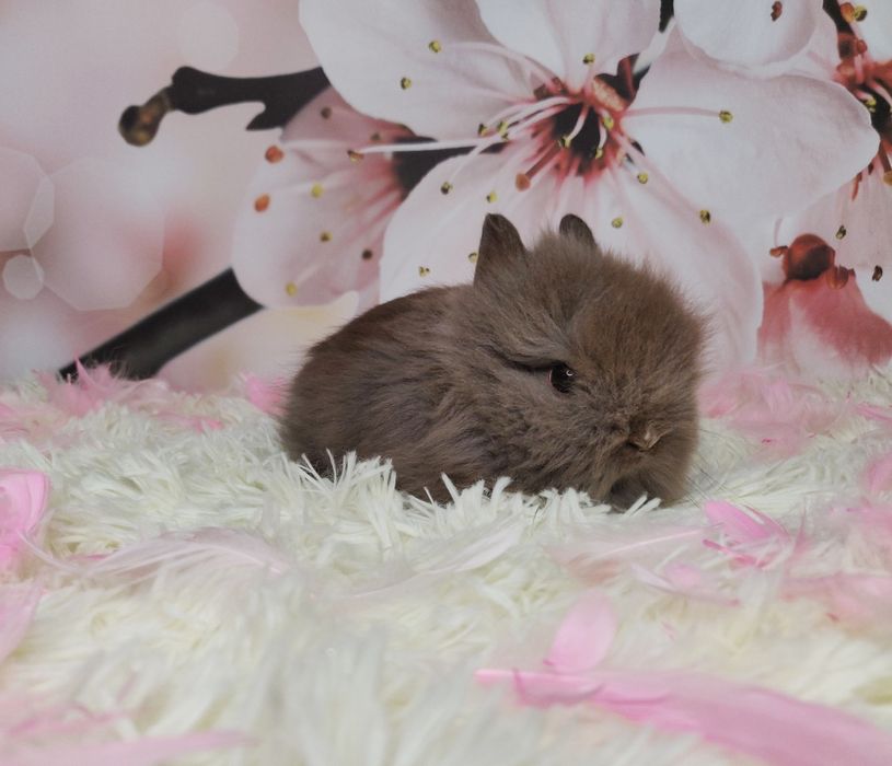 Króliczki karzełki Teddy. Wolne maluszki. komplet szczepień.