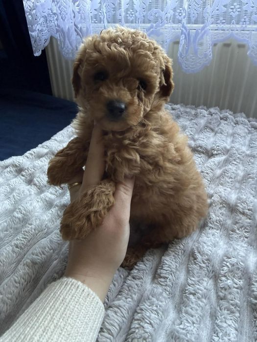 Maltipoo samiec piękny