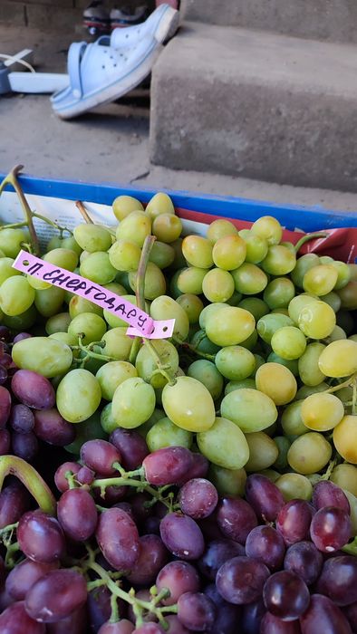 Саджанці винограду
