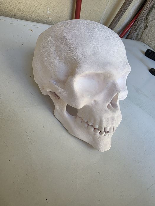 Cranio Humano impresso em 3D