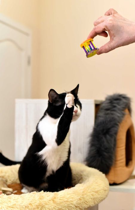 Жора, кот с тяжелой судьбой