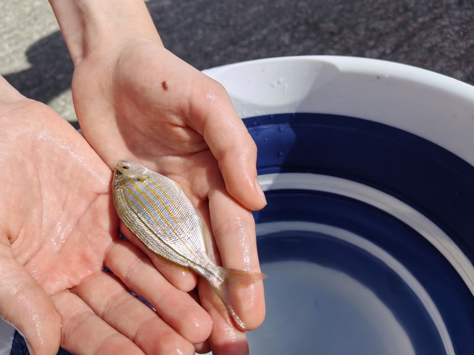 Telefon Huawei Nova 11 Pro w doskonałym stanie, jak nowy