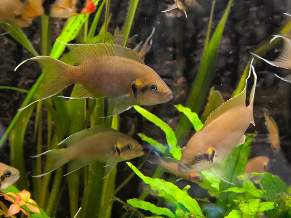 Ryby akwariowe - Księżniczka z Burundii - dorosłe