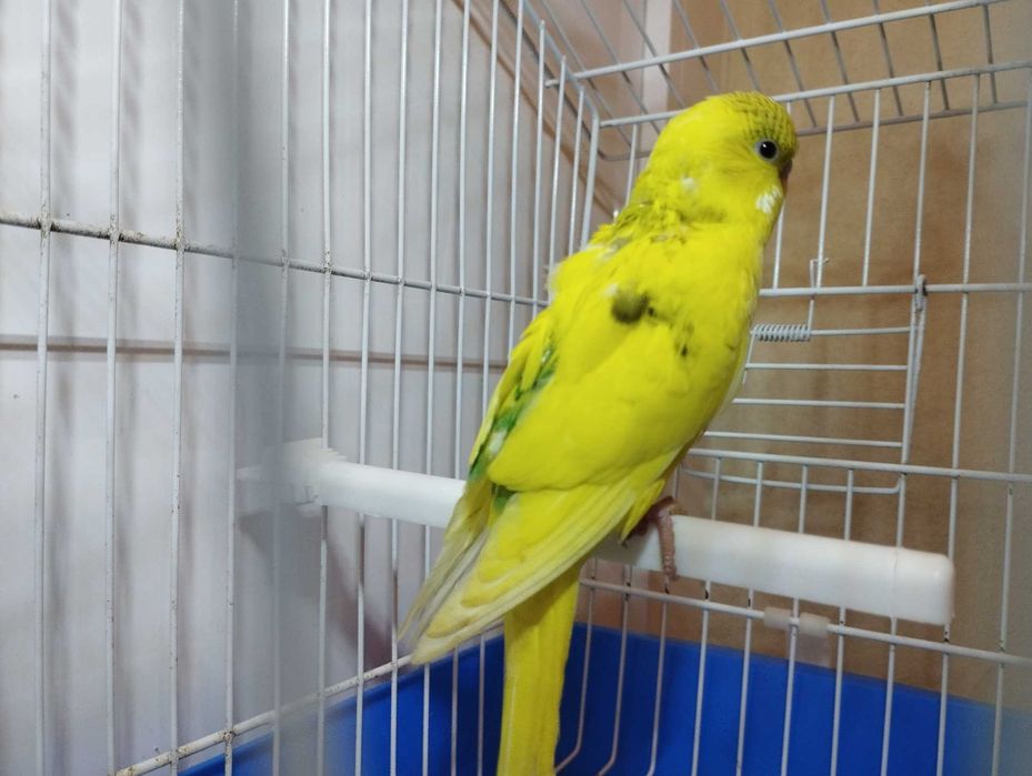 Periquitos australiano, novos