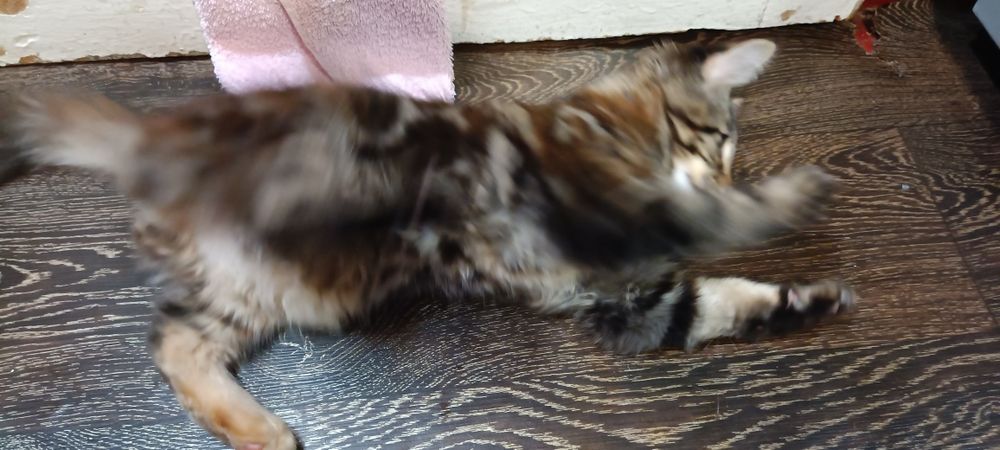 Котята Мейн-куна  Харьков