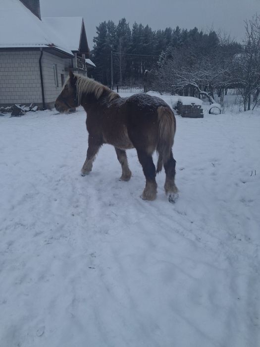 Sprzedam klacz z konikiem