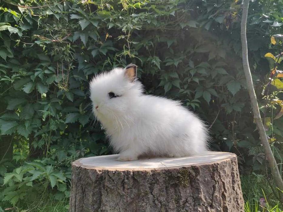 Piękne króliczki karzełki Teddy. Urocze króliczki do rezerwacji.