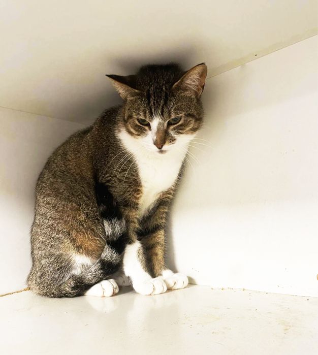 Кішечка Настя шукає родину! 1 рік. Стерилізована.Кішка.Кіт.коти