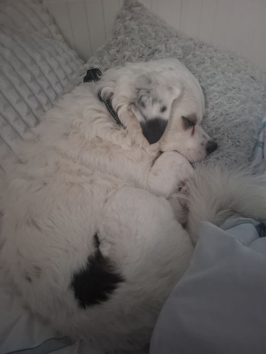 Oddam do adopcji psa