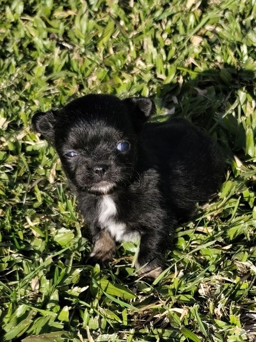 Macho chihuahua de pela comprido