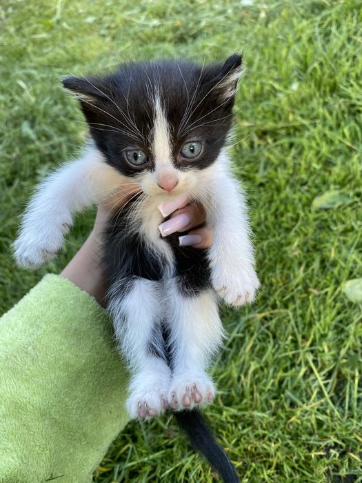 Продам котика.