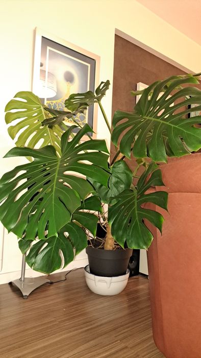 Monstera / Costela de Adão