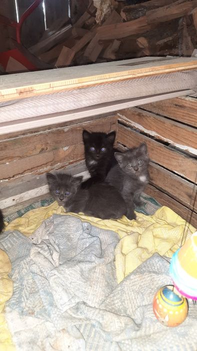 Кошенята шукають власників