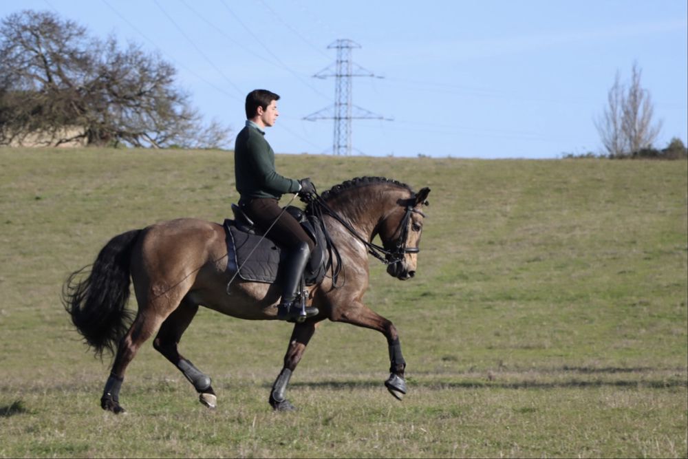 Cavalo cruzado lusitano