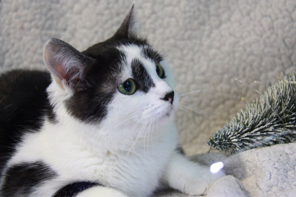 молода киця Мальва, 1 рік