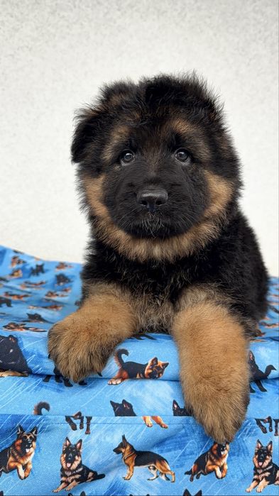 Цуценята німецької вівчарки