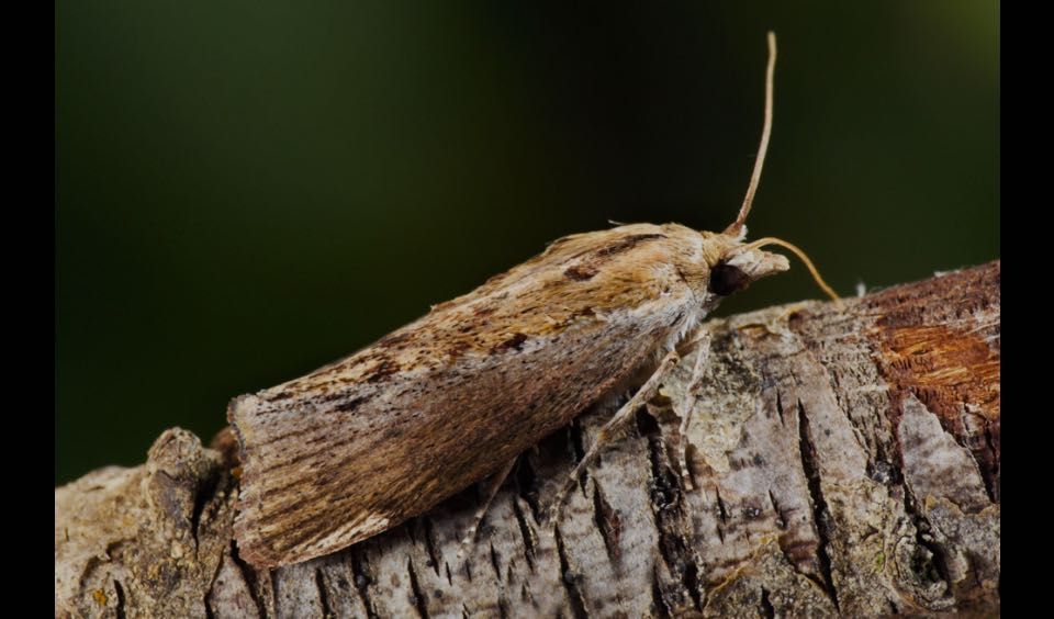 Воскова міль, прополіс, підмор