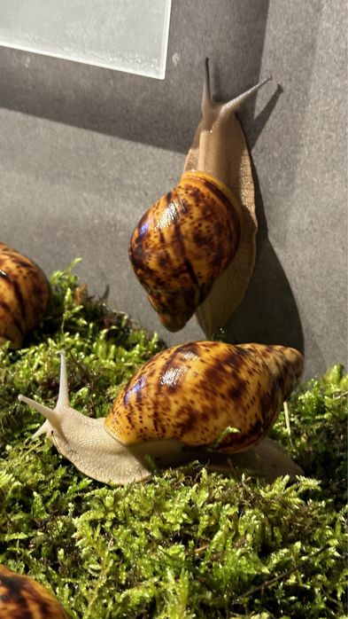 ślimaki afrykańskie  Archachatina  Marginata Ovum