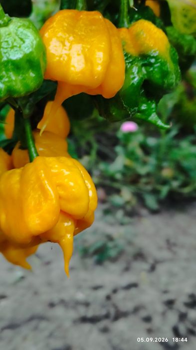 Carolina Reaper надгострий перець