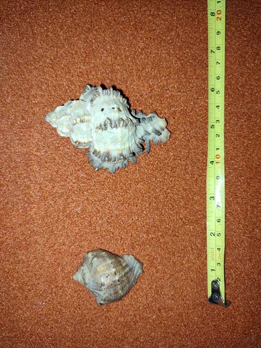 Ракушки для аквариума (70грн - 2шт.)