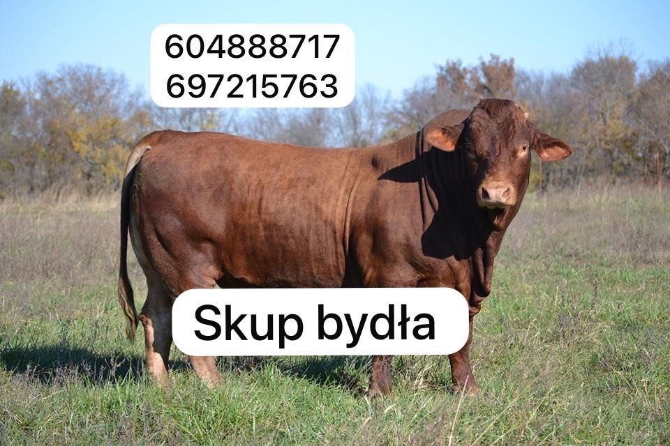 Odsadki cielaki byki jałówki