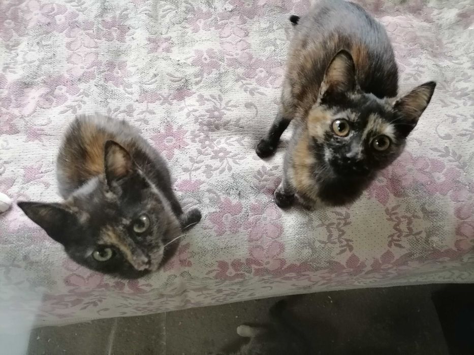 Черепаховые котята, девочки.