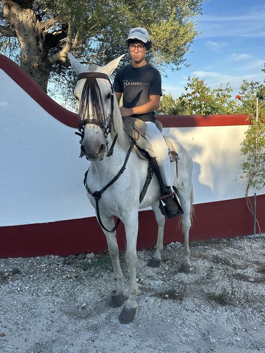 Cavalo de confiança Montado