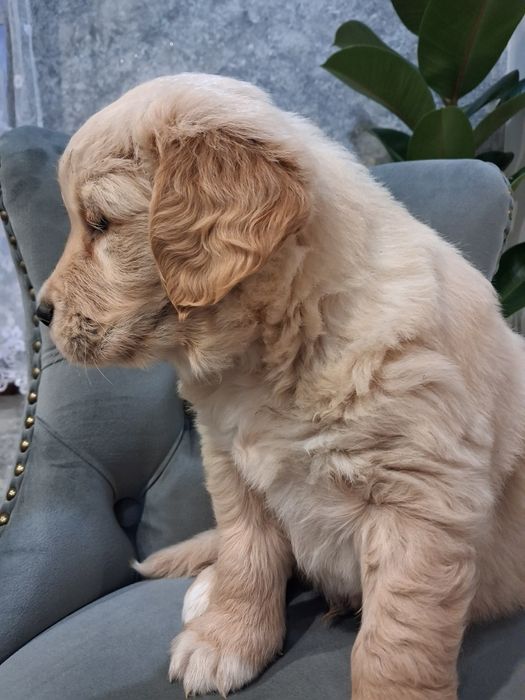 „Przepiękny piesek Golden Retriever