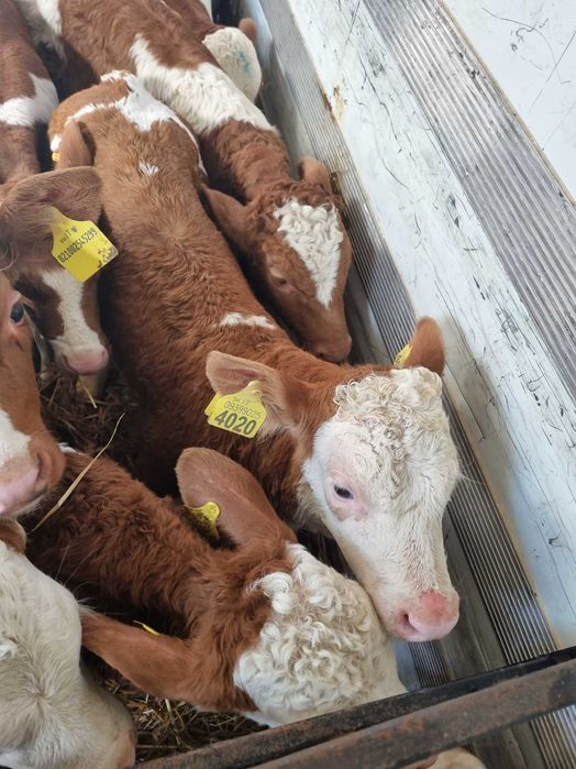 cielaki typowo mięsne