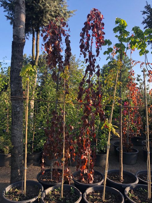 BUK PURPUROWY 'Purple Fontain' Wys ok. 300cm