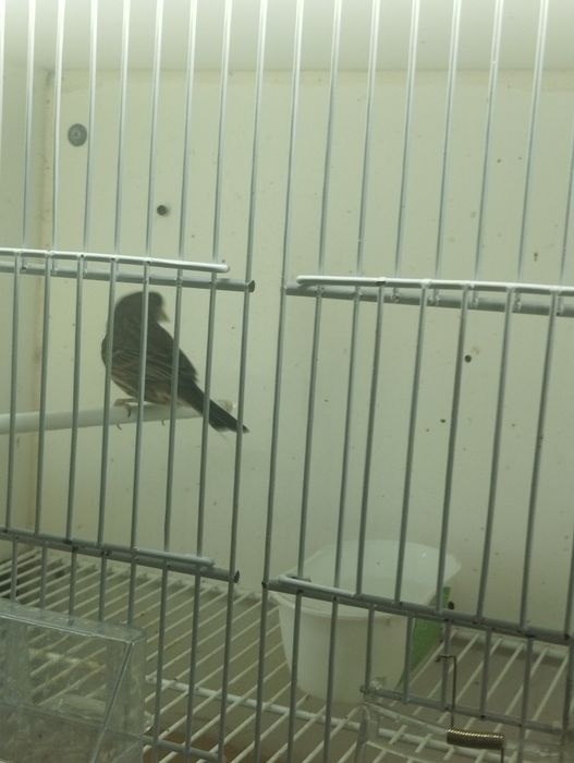 Fêmeas carpodacus mexicanus