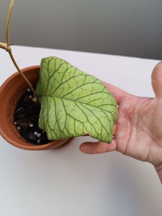 Hoya hoja Meredithii Ted Green ukorzeniona