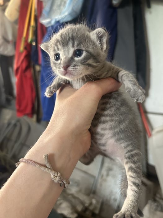 Кошеня, дівчинка