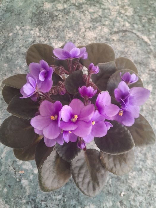 Красиві фіалки кімнатні