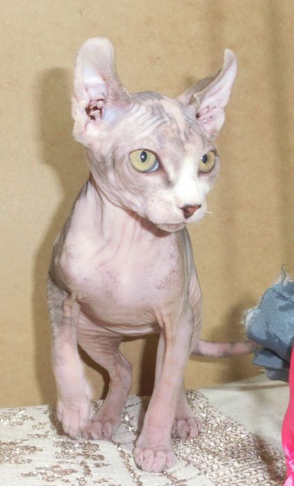 Ельф дівчинка канадський сфінкс