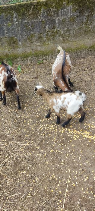 Cabras anas para venda