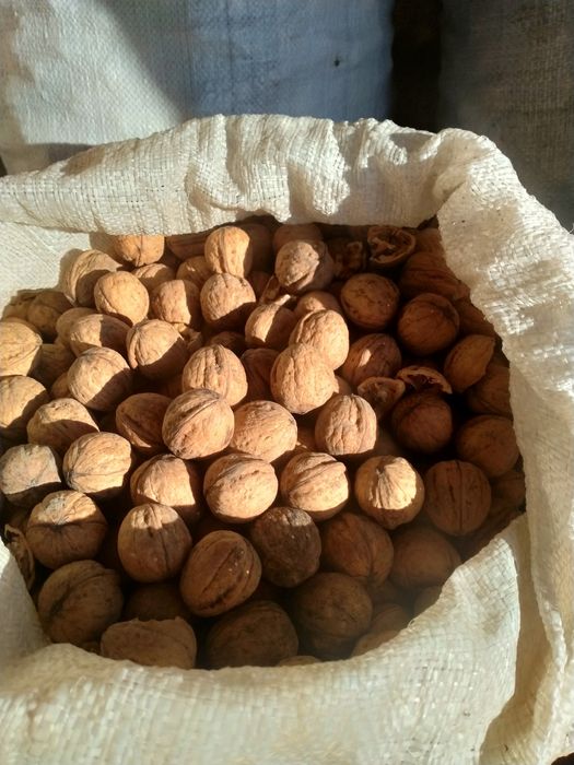 горіхи волоські бойний