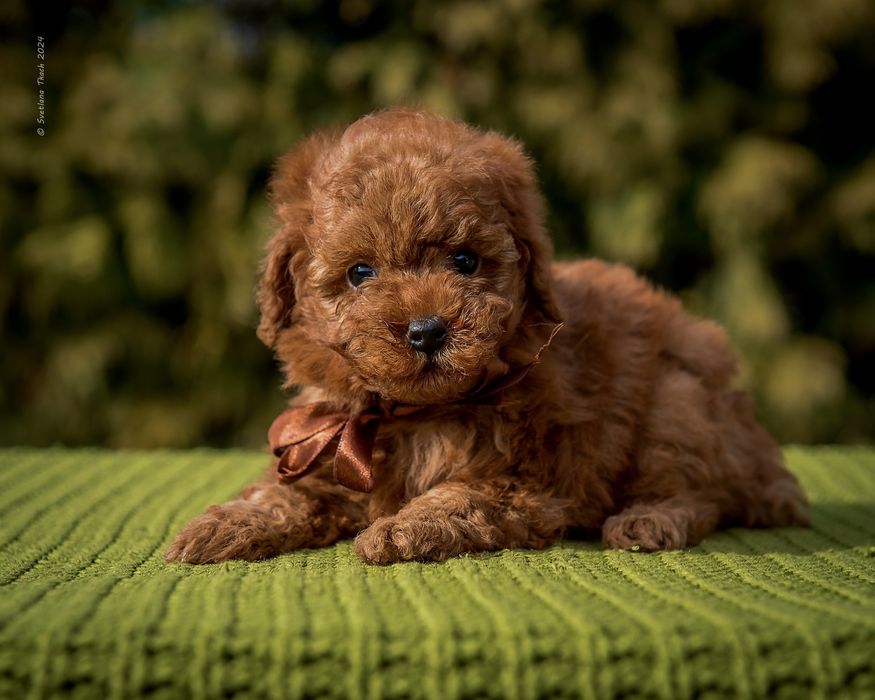 Цуценята той пуделя