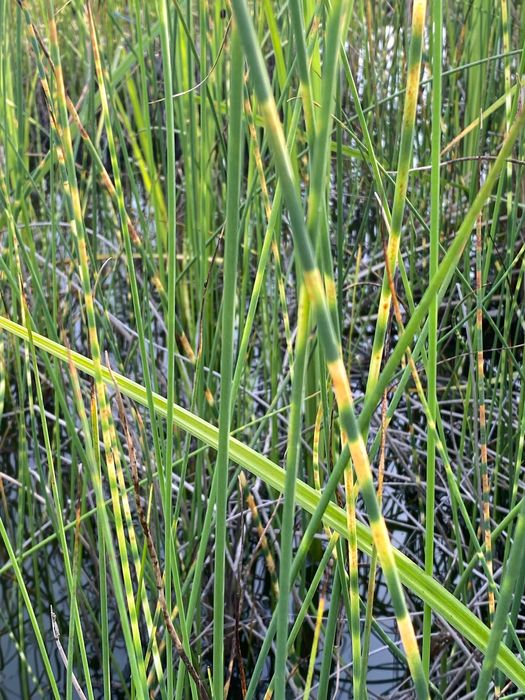 Водяная Лилия ( нимфея) Tan Khwan