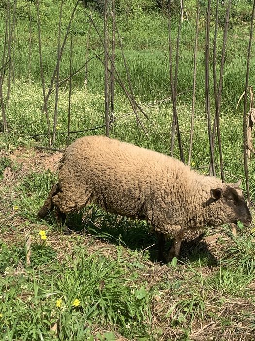 Berrega com meio ano