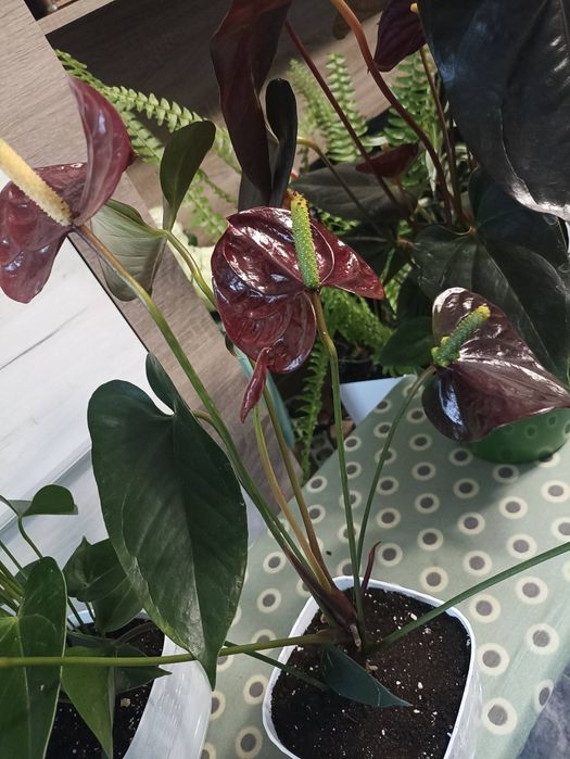 Anthurium Floriclone Tranquil