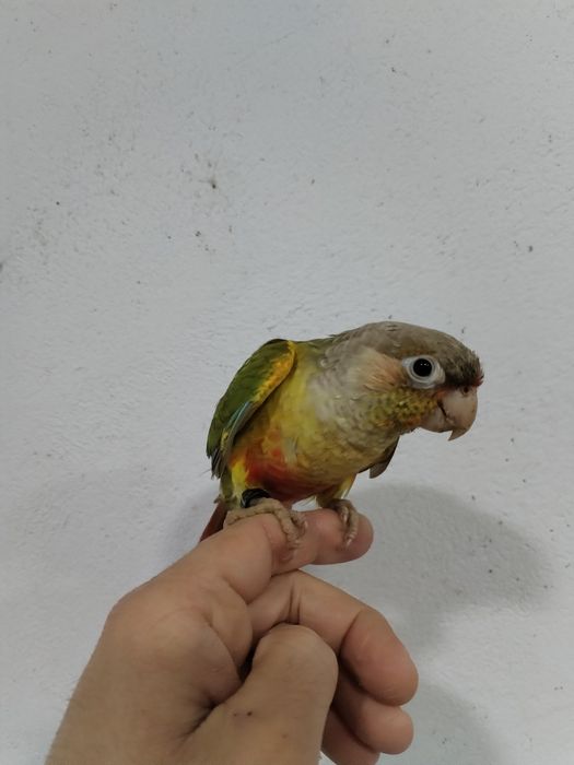 Pyrrhura Criada a Mão