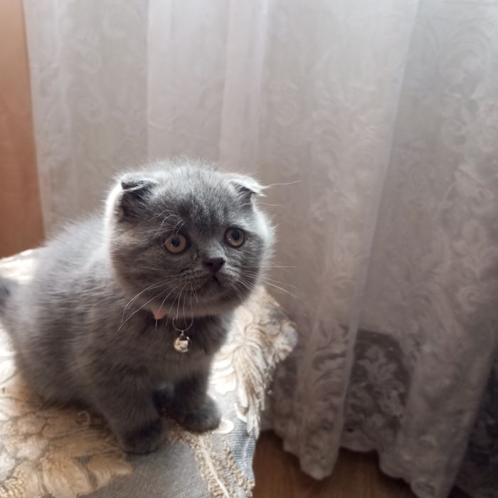 Шотландські кошенята продаж