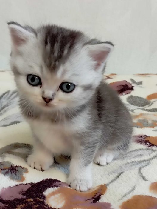 Шотландське кошеня