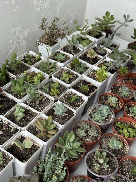 Продам сукуленти