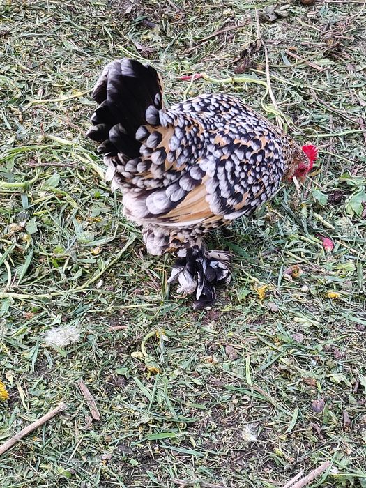 Кури Мільфлер карликові кури