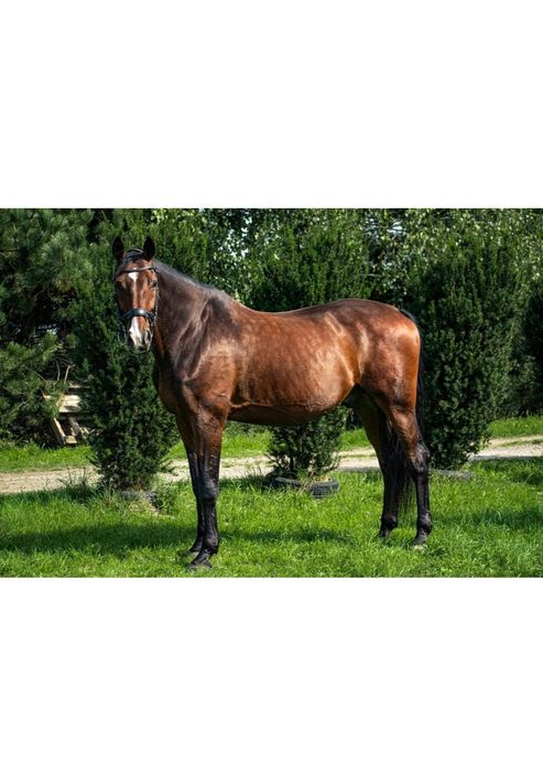 Wałach ujeżdzeniowy koń przyjaciel