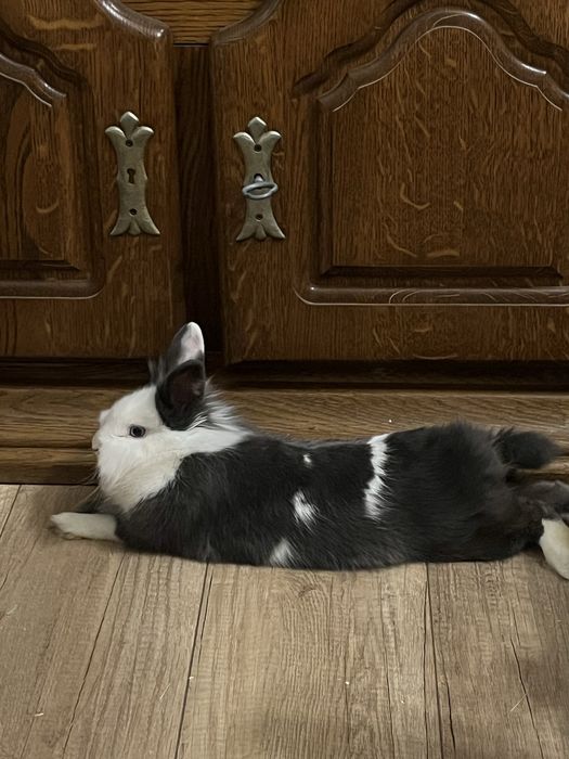 królik wysterylizowana samiczka wraz z klatką